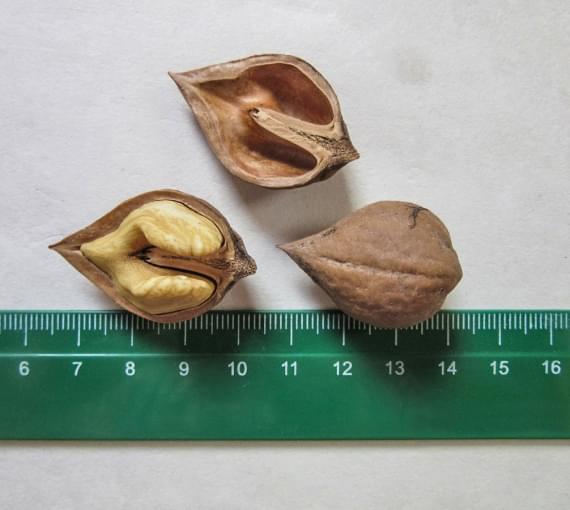Плоды ореха сердцевидного